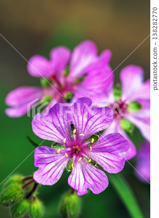 Close-up of purple geranium flowers with green stems 138282770