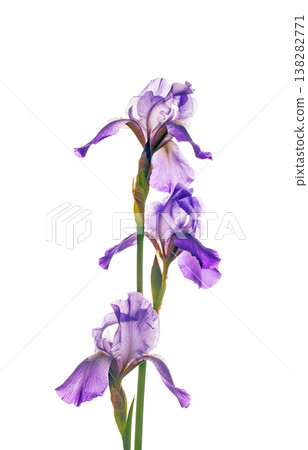 Vertical cluster of purple irises with detailed petals and slender green stems 138282771