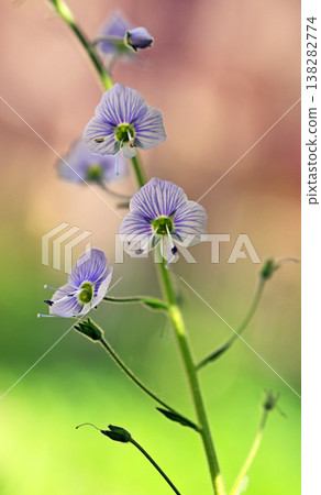 Close-up of blooming purple wildflowers with blurred green backdrop Close-up of blooming purple wildflowers with blurred green backdrop 138282774