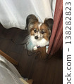 捉迷藏的蝴蝶犬散發著令人難以抗拒的魅力。 138282823