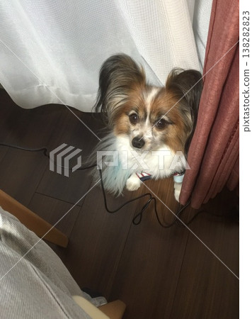 The hide-and-seek Papillon has an overwhelming aura. 138282823