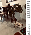 在美麗優雅的蝴蝶咖啡館 138282871