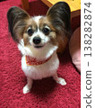 一隻漂亮的蝴蝶犬，有著類似柴犬的髮型。 138282874
