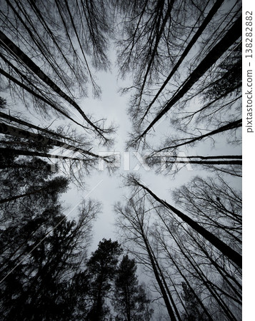 Majestic Evergreen Pines Stretch Towards Gloomy Winter Sky Silently Majestic Evergreen Pines Stretch Towards Gloomy Winter Sky Silently 138282882