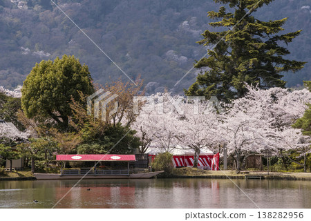 Cherry blossoms bloom at Osawa Pond in Daikakuji Temple. Spring Kyoto tourist spot. Kyoto's famous cherry blossom spot. Cherry blossoms bloom at Osawa Pond in Daikakuji Temple. Spring Kyoto tourist spot. Kyoto's famous cherry blossom spot. 138282956
