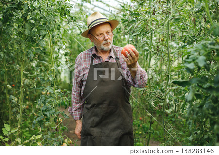 Seniour farmer with straw hat standing in greenhouse. Senior farmer harvesting tomatoes. Man wearing red plaid t-shirt and eyeglasses. Seniour farmer with straw hat standing in greenhouse. Senior farmer harvesting tomatoes. Man wearing red plaid t-shirt and eyeglasses. 138283146