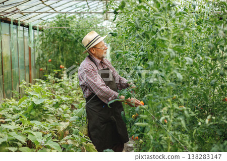 Seniour farmer with straw hat standing in greenhouse. Senior farmer harvesting tomatoes. Man wearing red plaid t-shirt and eyeglasses. Seniour farmer with straw hat standing in greenhouse. Senior farmer harvesting tomatoes. Man wearing red plaid t-shirt and eyeglasses. 138283147