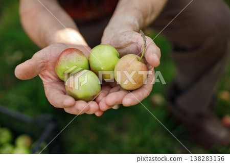 Cropped photo of farmer's hands holding green apples in orchard suring harvest in late summer time. Senior farmer harvesting apples. Focus on apples. Cropped photo of farmer's hands holding green apples in orchard suring harvest in late summer time. Senior farmer harvesting apples. Focus on apples. 138283156