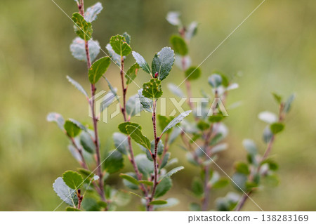 Native And Beautiful Dwarf Birch Native And Beautiful Dwarf Birch 138283169