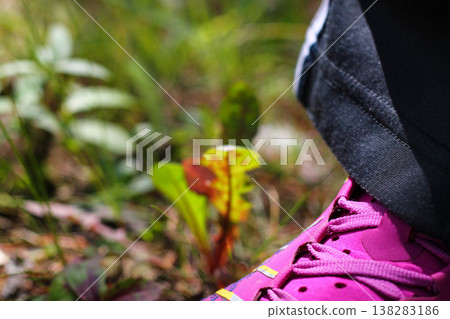 My Pink Running Shoe On Forest Floor My Pink Running Shoe On Forest Floor 138283186