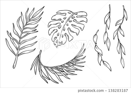 A set of black and white vector illustrations of tropical plants. Tropical leaves in line art style. Vector illustration exotic tropical plants. Illustrations of tropical foliage for summer designs A set of black and white vector illustrations of tropical plants. Tropical leaves in line art style. Vector illustration exotic tropical plants. Illustrations of tropical foliage for summer designs 138283187