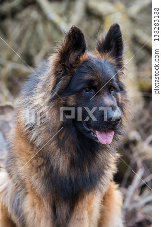 German Shepherd Dog in profile view on nature in the forest German Shepherd Dog in profile view on nature in the forest 138283188