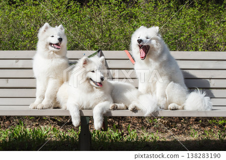Samoyed White dogs are sitting on a bench 138283190