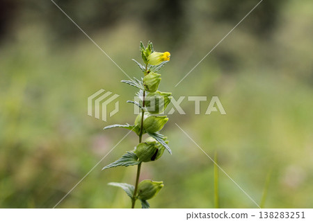 Yellow Rattle, Restorer Of Meadows Yellow Rattle, Restorer Of Meadows 138283251