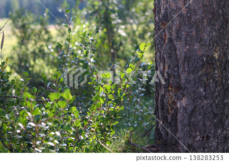 Dwarf Birch Next To an Eastern White Pine Dwarf Birch Next To an Eastern White Pine 138283253