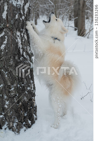 A Samoyed dog walks through a winter park. The dog is hunting a squirrel and has its paws up a tree. A Samoyed dog walks through a winter park. The dog is hunting a squirrel and has its paws up a tree. 138283266