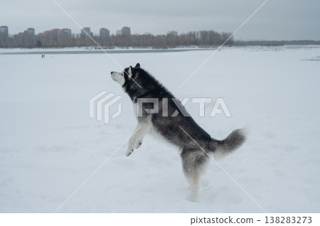 Siberian husky dog running away in deep snow towards winter forest 138283273