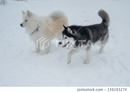 Two fluffy sled dogs in snowy winter landscape.  138283274
