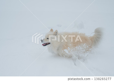 A Samoyed dog runs through the snow. A Samoyed dog runs through the snow. 138283277