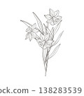 Elegant daffodil flowers line art, delicate botanical vector line illustration with stems and leaves, isolated on white, perfect for packaging, invitations, greeting cards, labels, prints and branding 138283539