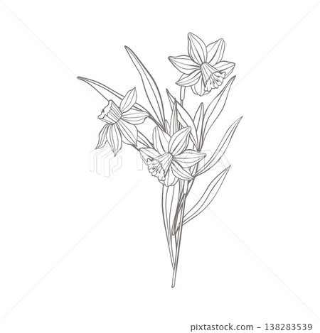 Elegant daffodil flowers line art, delicate botanical vector line illustration with stems and leaves, isolated on white, perfect for packaging, invitations, greeting cards, labels, prints and branding Elegant daffodil flowers line art, delicate botanical vector line illustration with stems and leaves, isolated on white, perfect for packaging, invitations, greeting cards, labels, prints and branding 138283539