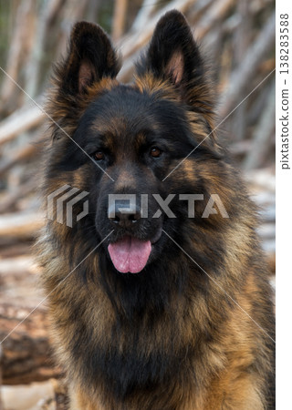 German Shepherd Dog on the beach at sea German Shepherd Dog on the beach at sea 138283588