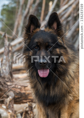 German Shepherd Dog on the beach at sea 138283589