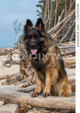 German Shepherd Dog on the beach at sea 138283590