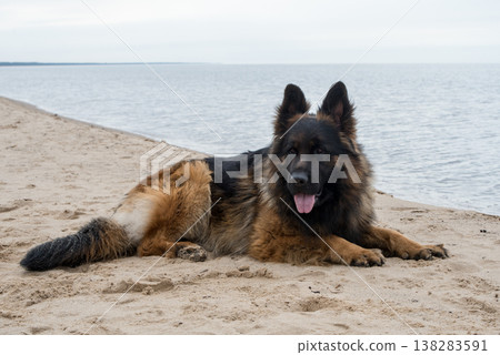 German Shepherd Dog on the beach at sea 138283591