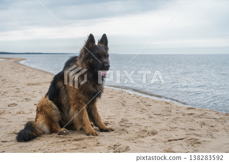 German Shepherd Dog on the beach at sea 138283592
