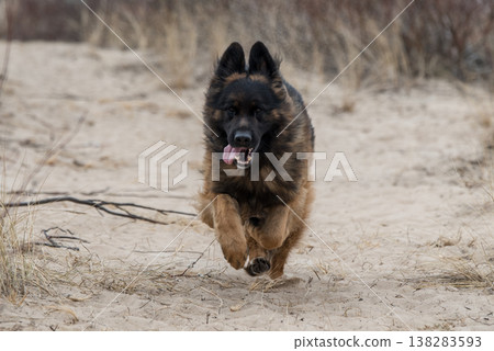 German Shepherd Dog on the beach at sea German Shepherd Dog on the beach at sea 138283593