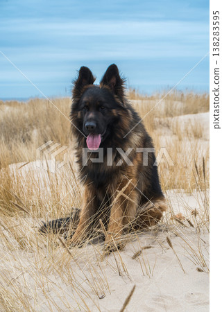 German Shepherd Dog on the beach at sea German Shepherd Dog on the beach at sea 138283595