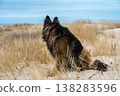 German Shepherd Dog on the beach at sea 138283596