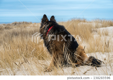 German Shepherd Dog on the beach at sea German Shepherd Dog on the beach at sea 138283596