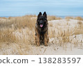 German Shepherd Dog on the beach at sea 138283597