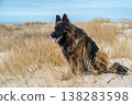 German Shepherd Dog on the beach at sea 138283598