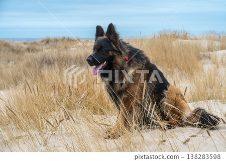 German Shepherd Dog on the beach at sea German Shepherd Dog on the beach at sea 138283598