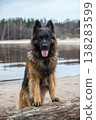 German Shepherd Dog on the beach at river 138283599