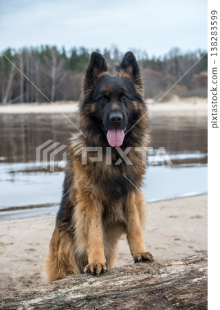 German Shepherd Dog on the beach at river 138283599