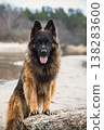 German Shepherd Dog on the beach at river 138283600
