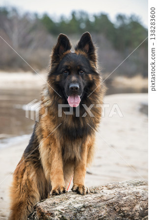 German Shepherd Dog on the beach at river German Shepherd Dog on the beach at river 138283600