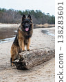 German Shepherd Dog on the beach at sea 138283601
