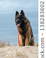 German Shepherd Dog on the beach at sea 138283602