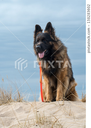 German Shepherd Dog on the beach at sea German Shepherd Dog on the beach at sea 138283602