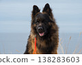German Shepherd Dog on the beach at sea 138283603