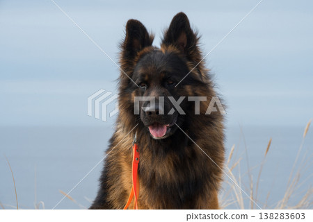 German Shepherd Dog on the beach at sea German Shepherd Dog on the beach at sea 138283603