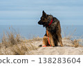 German Shepherd Dog on the beach at sea 138283604