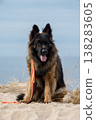 German Shepherd Dog on the beach at sea 138283605