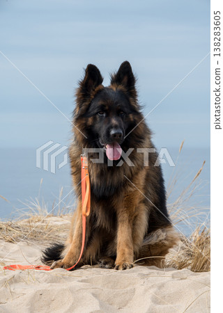 German Shepherd Dog on the beach at sea German Shepherd Dog on the beach at sea 138283605