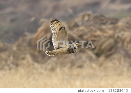 A short-eared owl flying over the riverbed A short-eared owl flying over the riverbed 138283643